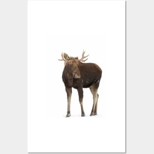 Moose in winter Posters and Art